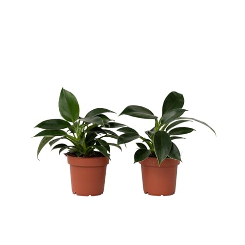 Plant in a Box - Philodendron 'Grüne Prinzessin' - 2er Set - Zimmerpflanze - Topf 12cm - Höhe 20-30cm - Grüne Pflanze Plant in a Box - Philodendron 'Grüne Prinzessin' - 2er Set - Zimmerpflanze - Topf 12cm - Höhe 20-30cm - Grüne Pflanze von Plant in a Box