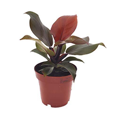 Plant in a Box - Philodendron 'Sonnenlicht' - Tropischen Zimmerpflanze - Wunderschöne rote blätter - Topf 12cm - Höhe 20-30cm von Plant in a Box