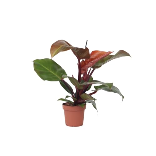 Plant in a Box - Philodendron 'Sonnenlicht' - Tropischen Zimmerpflanze - Wunderschöne rote blätter - Topf 12cm - Höhe 20-30cm von Plant in a Box