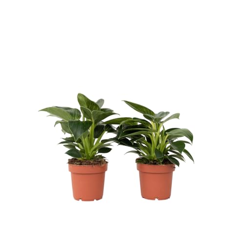 Plant in a Box - Philodendron 'Weiße Welle' - 2er Set - Zimmerpflanzen - Besondere Blätter - Topf 12cm - Höhe 25-40cm von Plant in a Box