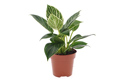 Plant in a Box - Philodendron 'Weiße Welle' - Zimmerpflanze - Besondere Blätter - Topf 12cm - Höhe 25-40cm von Plant in a Box