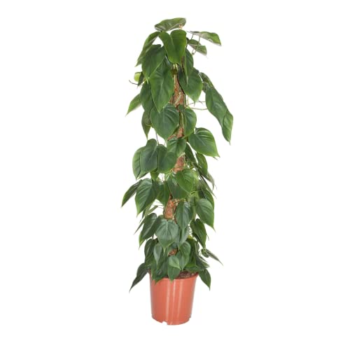 Plant in a Box - Philodendron scandens - Tropische Grüne Zimmerpflanze auf Moosstab - Echte große pflanze für drinnen - Topf 27cm - Höhe 150-160cm von Plant in a Box