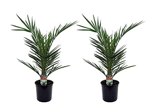 Plant in a Box - Phoenix Canariensis - 2er Set - Kanarische Dattelpalme - Topf 15cm - Höhe 50-60cm - Winterhart - Palme draußen von Plant in a Box