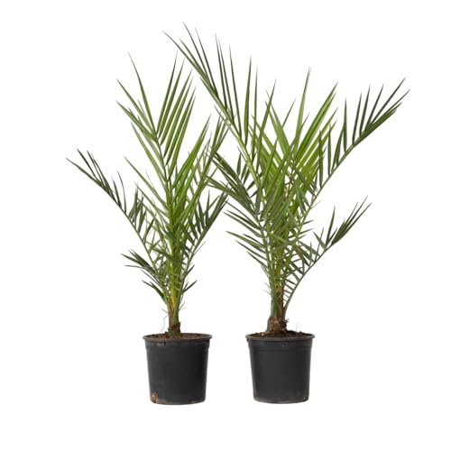 Plant in a Box - Phoenix Canariensis - 2er Set - Kanarische Dattelpalme - Topf 15cm - Höhe 50-60cm - Winterhart - Palme draußen von Plant in a Box