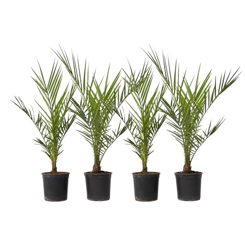 Plant in a Box - Phoenix Canariensis - 4er Set - Kanarische Dattelpalme - Topf 15cm - Höhe 50-60cm - Winterhart - Palme draußen von Plant in a Box