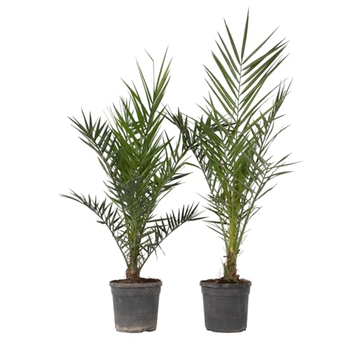 Plant in a Box - Phoenix Canariensis - Höhe 80-100cm - 2er Set - Kanarische Dattelpalme Winterhart fur draußen - Topf 19cm Plant in a Box - Phoenix Canariensis - Höhe 80-100cm - 2er Set - Kanarische Dattelpalme Winterhart fur draußen - Topf 19cm von Plant in a Box
