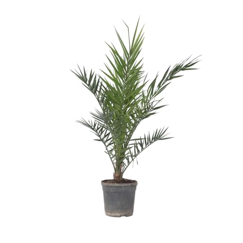 Plant in a Box - Phoenix Canariensis - Höhe 80-100cm - Kanarische Dattelpalme Winterhart fur draußen - Topf 19cm von Plant in a Box