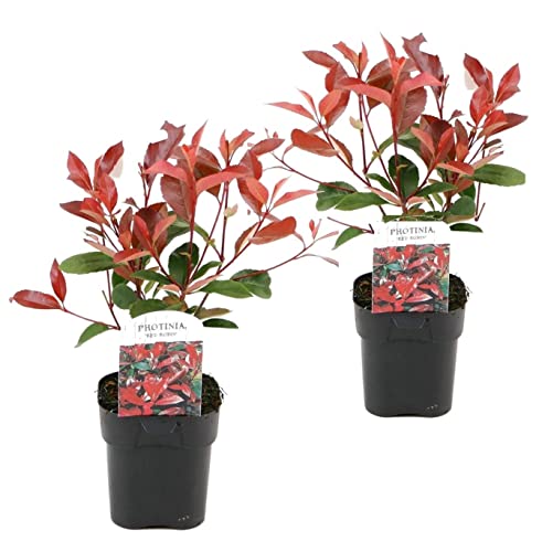 Plant in a Box - Photinia fraseri 'Rotkehlchen' - Glanzmispel Pflanze - 2er Set - Rote Blätter - Topf 17cm - Höhe 30-40cm von Plant in a Box