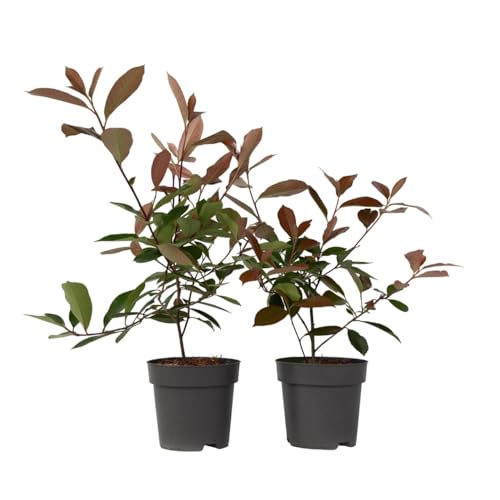 Plant in a Box - Photinia fraseri 'Rotkehlchen' - Glanzmispel Pflanze - 2er Set - Rote Blätter - Topf 17cm - Höhe 30-40cm von Plant in a Box