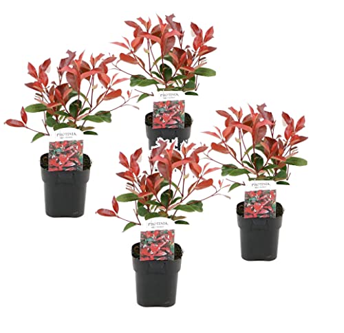 Plant in a Box - Photinia fraseri 'Rotkehlchen' - Glanzmispel Pflanze - 4er Set - Rote Blätter - Topf 17cm - Höhe 30-40cm von Plant in a Box