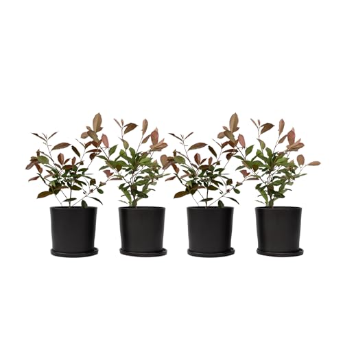 Plant in a Box - Photinia fraseri 'Rotkehlchen' - Glanzmispel Pflanze - 4er Set - Rote Blätter - Topf 17cm - Höhe 30-40cm von Plant in a Box
