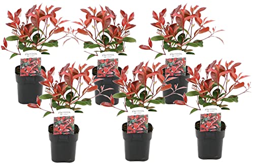 Plant in a Box - Photinia fraseri 'Rotkehlchen' - Glanzmispel Pflanze - 6er Set - Rote Blätter - Topf 17cm - Höhe 30-40cm von Plant in a Box