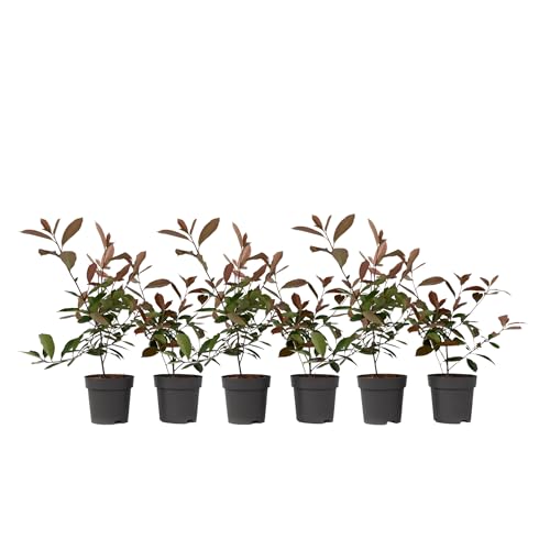 Plant in a Box - Photinia fraseri 'Rotkehlchen' - Glanzmispel Pflanze - 6er Set - Rote Blätter - Topf 17cm - Höhe 30-40cm von Plant in a Box