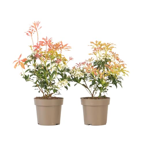 Plant in a Box - Pieris 'Forest Flame' - 2er Set - Felsenheide - Winterhart - Immergrüner Strauch - Topf 17cm - Höhe 25-40cm Plant in a Box - Pieris 'Forest Flame' - 2er Set - Felsenheide - Winterhart - Immergrüner Strauch - Topf 17cm - Höhe 25-40cm von Plant in a Box