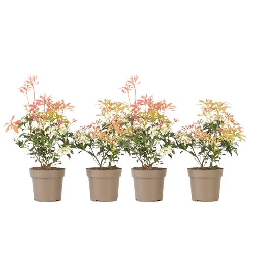 Plant in a Box - Pieris 'Forest Flame' - 4er Set - Felsenheide - Winterhart - Immergrüner Strauch - Topf 17cm - Höhe 25-40cm von Plant in a Box