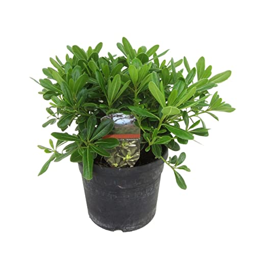 Plant in a Box - Pittosporum tobira nanum - Australischer Lorbeerstrauch - Topf 19cm - Höhe 30-40cm von Plant in a Box