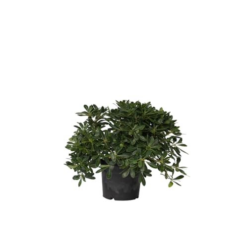Plant in a Box - Pittosporum tobira nanum - Australischer Lorbeerstrauch - Topf 19cm - Höhe 30-40cm von Plant in a Box