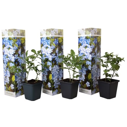 Plant in a Box - Plumbago auriculata - 3er Set - Chinesischer Bleiwurz - Pflanzen für garten oder terassen - Topf 9cm - Höhe 25-40cm Plant in a Box - Plumbago auriculata - 3er Set - Chinesischer Bleiwurz - Pflanzen für garten oder terassen - Topf 9cm - Höhe 25-40cm von Plant in a Box