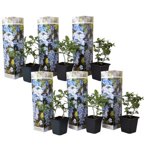 Plant in a Box - Plumbago auriculata - 6er Set - Chinesischer Bleiwurz - Pflanzen für garten oder terassen - Topf 9cm - Höhe 25-40cm Plant in a Box - Plumbago auriculata - 6er Set - Chinesischer Bleiwurz - Pflanzen für garten oder terassen - Topf 9cm - Höhe 25-40cm von Plant in a Box