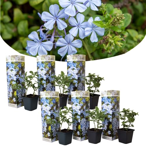 Plant in a Box - Plumbago auriculata - 6er Set - Chinesischer Bleiwurz - Pflanzen für garten oder terassen - Topf 9cm - Höhe 25-40cm von Plant in a Box