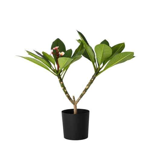 Plant in a Box - Plumeria Frangipani Lila - Hawaii - Tropische Zimmerpflanze - Stark duftende Blüten - Topf 17cm - Höhe 55-70cm Plant in a Box - Plumeria Frangipani Lila - Hawaii - Tropische Zimmerpflanze - Stark duftende Blüten - Topf 17cm - Höhe 55-70cm von Plant in a Box