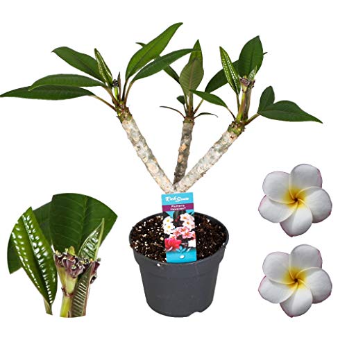 Plant in a Box - Plumeria Frangipani weiß - Hawaii - Tropische Zimmerpflanze - Stark duftende Blüten - Topf 17cm - Höhe 55-70cm von Plant in a Box