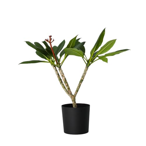Plant in a Box - Plumeria Frangipani weiß - Hawaii - Tropische Zimmerpflanze - Stark duftende Blüten - Topf 17cm - Höhe 55-70cm Plant in a Box - Plumeria Frangipani weiß - Hawaii - Tropische Zimmerpflanze - Stark duftende Blüten - Topf 17cm - Höhe 55-70cm von Plant in a Box