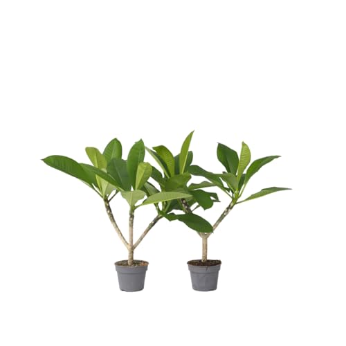 Plant in a Box - Plumeria Hawaiian - 2er Set - Frangipani - Blühende Zimmerpflanze - Tropische Pflanze - Topf 17cm - Höhe 45-55cm von Plant in a Box