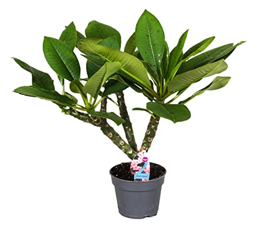 Plant in a Box - Plumeria Hawaiian - Frangipani - Blühende Zimmerpflanze - Tropische Pflanze - Topf 17cm - Höhe 45-55cm von Plant in a Box