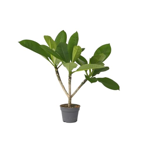 Plant in a Box - Plumeria Hawaiian - Höhe 45-55cm - Frangipani - Blühende Zimmerpflanze - Tropische Pflanze - Topf 17cm von Plant in a Box