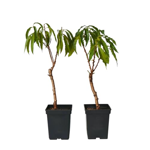 Plant in a Box - Prunus Persica Bonanza - 2er Set - Zwergpfirsichbaum - Schöne rosa Blüte - Gartenpflanze - Topf 15cm - Höhe 60-70cm Plant in a Box - Prunus Persica Bonanza - 2er Set - Zwergpfirsichbaum - Schöne rosa Blüte - Gartenpflanze - Topf 15cm - Höhe 60-70cm von Plant in a Box