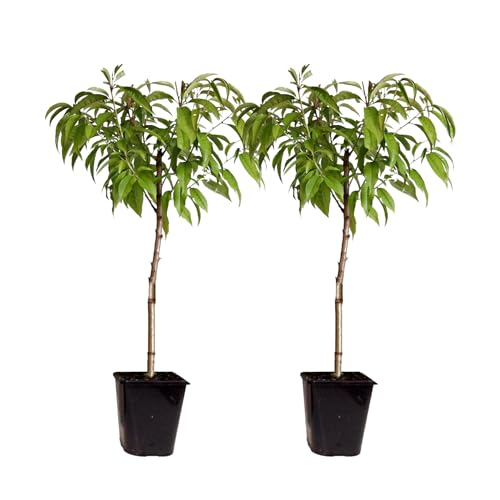 Plant in a Box - Prunus Persica 'Saturne' - 2er Set - Pfirsichbaum - Obstbaum - Winterharter Baum - Kübelpflanze - Gartenpflanze - Topf 15 cm - Höhe 60-70cm Plant in a Box - Prunus Persica 'Saturne' - 2er Set - Pfirsichbaum - Obstbaum - Winterharter Baum - Kübelpflanze - Gartenpflanze - Topf 15 cm - Höhe 60-70cm von Plant in a Box