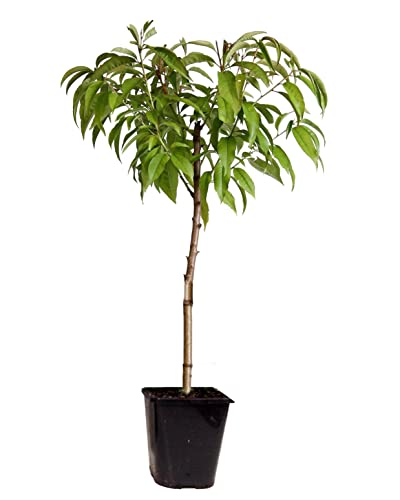 Plant in a Box - Prunus Persica 'Saturne' - Pfirsichbaum - Obstbaum - Winterharter Baum - Kübelpflanze - Gartenpflanze - Topf 15 cm - Höhe 60-70cm von Plant in a Box