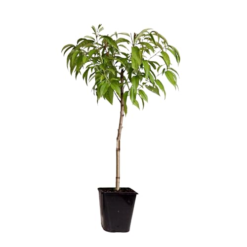 Plant in a Box - Prunus Persica 'Saturne' - Pfirsichbaum - Obstbaum - Winterharter Baum - Kübelpflanze - Gartenpflanze - Topf 15 cm - Höhe 60-70cm von Plant in a Box