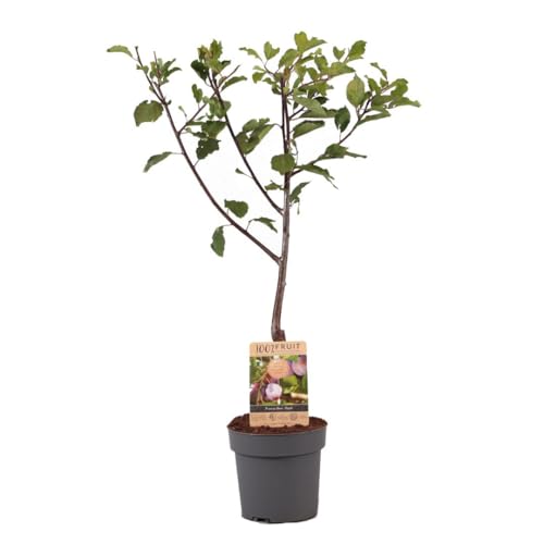 Plant in a Box - Prunus domestica 'Opal' - Pflaumenbaum - Obstbaum - Topf 21cm - Höhe 90-100cm Plant in a Box - Prunus domestica 'Opal' - Pflaumenbaum - Obstbaum - Topf 21cm - Höhe 90-100cm von Plant in a Box
