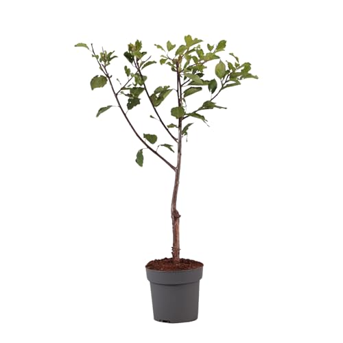 Plant in a Box - Prunus domestica 'Opal' - Pflaumenbaum - Obstbaum - Topf 21cm - Höhe 90-100cm von Plant in a Box