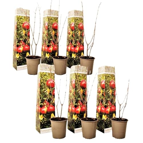 Plant in a Box - Punica Granatum - 6er Set - Granatapfelbaum obst pflanzen - Topf 9cm - Höhe 25-40cm von Plant in a Box