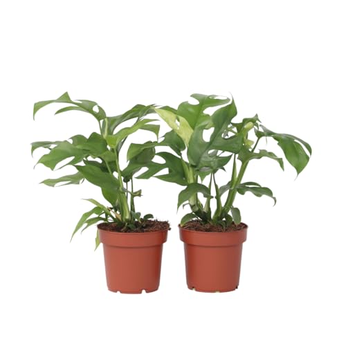 Plant in a Box - Rhaphidophora Tetrasperma - Monstera 'Minima' - 2er Set - Mini-Monstera - Grüne Zimmerpflanze - Topf 12cm - Höhe 20-30cm Plant in a Box - Rhaphidophora Tetrasperma - Monstera 'Minima' - 2er Set - Mini-Monstera - Grüne Zimmerpflanze - Topf 12cm - Höhe 20-30cm von Plant in a Box