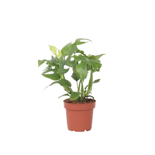 Plant in a Box - Rhaphidophora Tetrasperma - Monstera 'Minima' - Mini-Monstera - Topf 12cm - Höhe 20-30cm von Plant in a Box