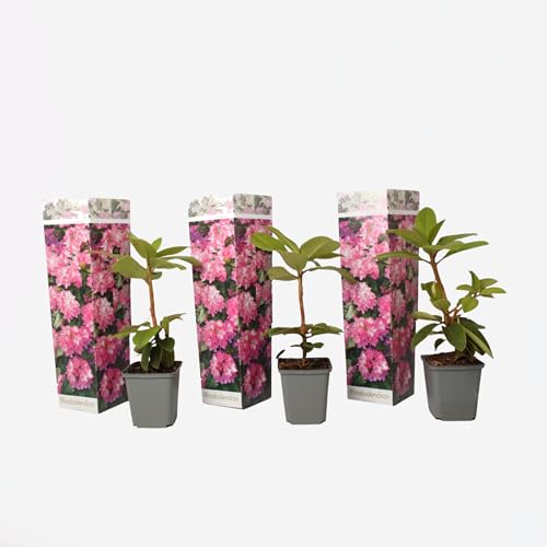 Plant in a Box - Rhododendron - 3er Set - Rosa - Gartenplanze - Strauch - Topf 9cm - Höhe 25-40cm von Plant in a Box