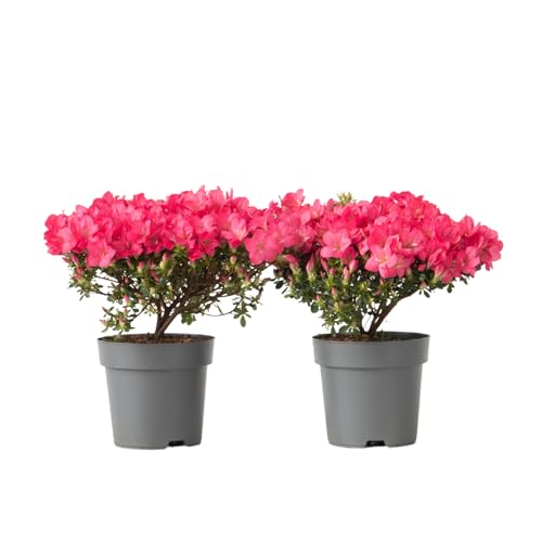 Plant in a Box - Rhododendron 'Azalea Anouk' - 2er Set - Japanische Azalee - Pinke Blumen - Gartenpflanzen - Winterhart - Topf 17cm - Höhe 25-40cm Plant in a Box - Rhododendron 'Azalea Anouk' - 2er Set - Japanische Azalee - Pinke Blumen - Gartenpflanzen - Winterhart - Topf 17cm - Höhe 25-40cm von Plant in a Box