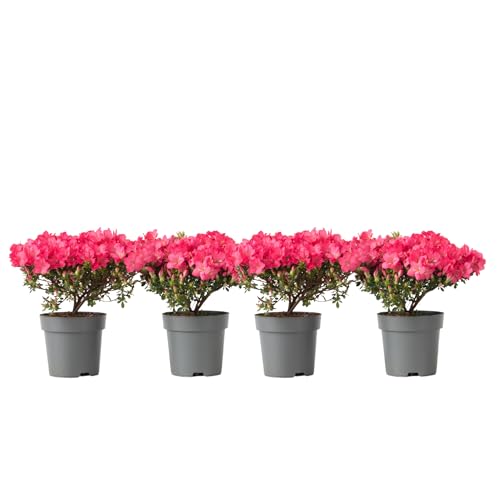 Plant in a Box - Rhododendron 'Azalea Anouk' - 4er Set - Japanische Azalee - Pinke Blumen - Gartenpflanzen - Winterhart - Topf 17cm - Höhe 25-40cm Plant in a Box - Rhododendron 'Azalea Anouk' - 4er Set - Japanische Azalee - Pinke Blumen - Gartenpflanzen - Winterhart - Topf 17cm - Höhe 25-40cm von Plant in a Box