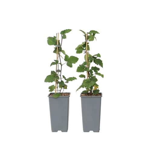 Plant in a Box - Ribes rubrum 'Jonkheer van Tets' - Johannisbeere - 2er-Set - Fruchtstrauch - Rote Beeren - ⌀15cm - Höhe 50-60cm von Plant in a Box