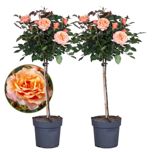 Plant in a Box - Rosa Palace 'Catherine' - Stängelrose XL - 2er-Set - Baum - Orange - Topfgröße 19 cm - Höhe 80-100 cm Plant in a Box - Rosa Palace 'Catherine' - Stängelrose XL - 2er-Set - Baum - Orange - Topfgröße 19 cm - Höhe 80-100 cm von Plant in a Box