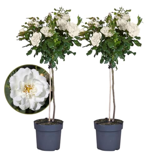 Plant in a Box - Rosa Palace 'Kailani' - 2er Set - Weiße Stammrosen winterhart mehrjährige pflanze - Topf 19cm - Hóhe 80-100cm Plant in a Box - Rosa Palace 'Kailani' - 2er Set - Weiße Stammrosen winterhart mehrjährige pflanze - Topf 19cm - Hóhe 80-100cm von Plant in a Box