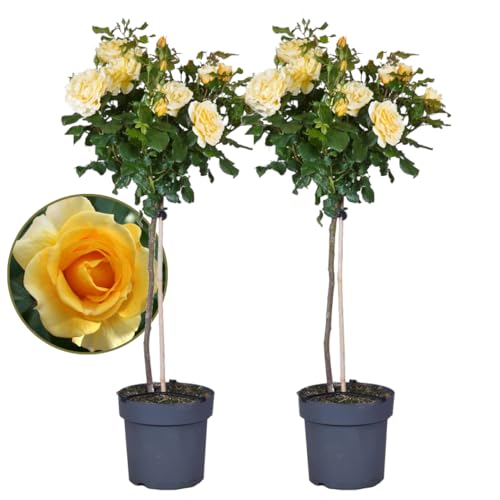 Plant in a Box - Rosa Palace 'Mysore' - 2er Set - Gelbe Stammrosen winterhart mehrjährige pflanze - Topf 19cm - Hóhe 80-100cm Plant in a Box - Rosa Palace 'Mysore' - 2er Set - Gelbe Stammrosen winterhart mehrjährige pflanze - Topf 19cm - Hóhe 80-100cm von Plant in a Box