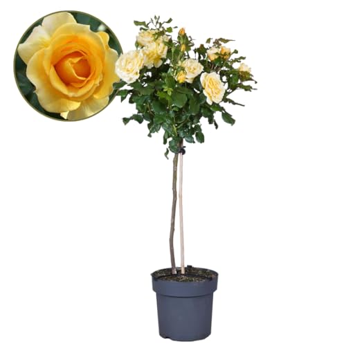 Plant in a Box - Rosa Palace 'Mysore' - Gelbe Stammrosen winterhart mehrjährige pflanze - Topf 19cm - Höhe 80-100cm von Plant in a Box