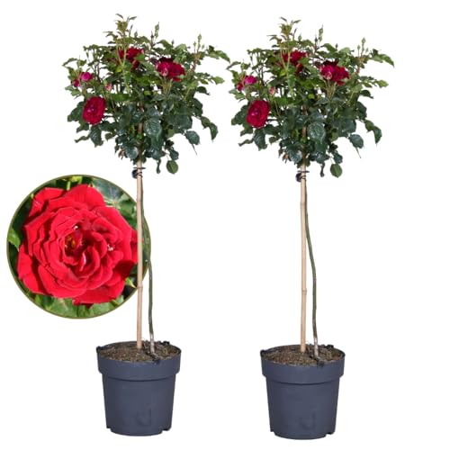 Plant in a Box - Rosa Palace 'Pride' - 2er Set - Rote Stammrosen Winterhart mehrjährige Pflanze - Topf 19cm - Höhe 80-100cm von Plant in a Box