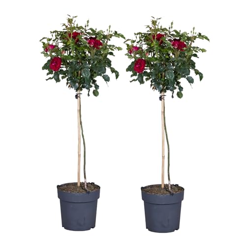 Plant in a Box - Rosa Palace 'Pride' - 2er Set - Rote Stammrosen Winterhart mehrjährige Pflanze - Topf 19cm - Höhe 80-100cm von Plant in a Box