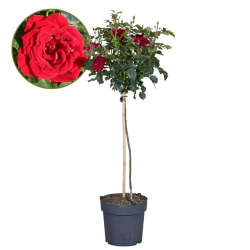 Plant in a Box - Rosa Palace 'Pride' - Rote Stammrosen Winterhart mehrjährige Pflanze - Topf 19cm - Höhe 80-100cm von Plant in a Box